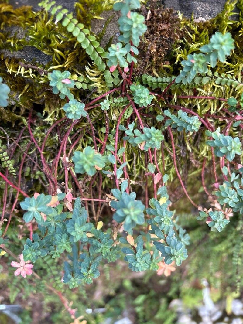 Euphorbia capitulata — houseplant care guide