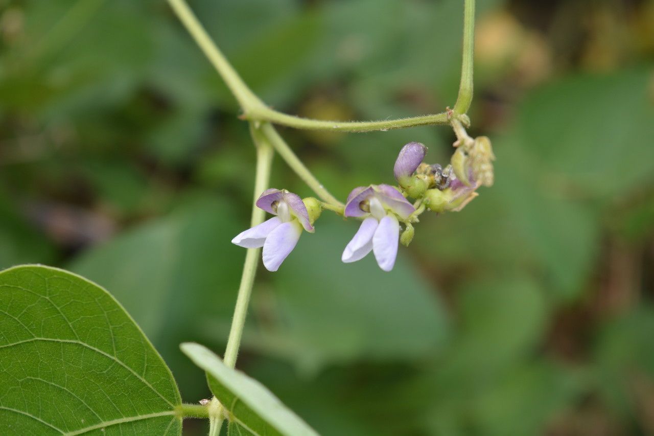 Phaseolus lunatus flower