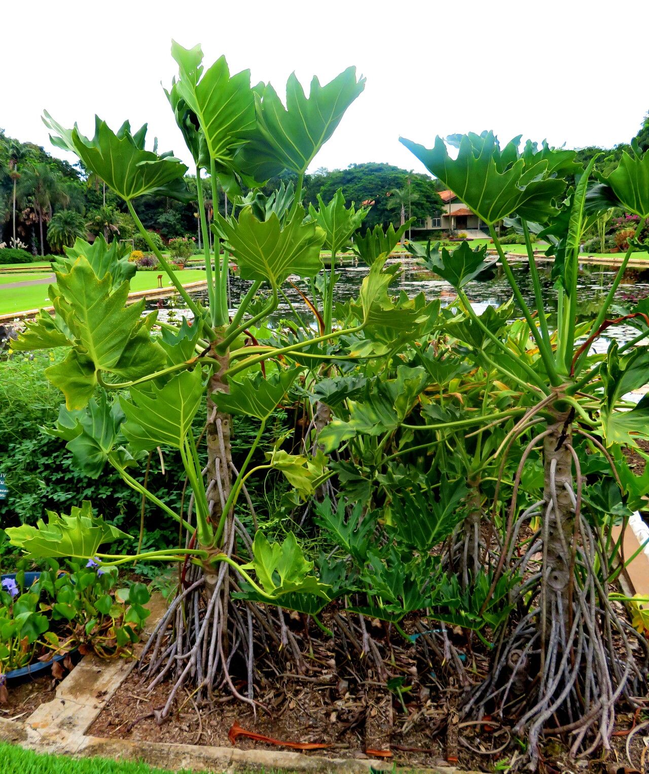 Philodendron paludicola habit