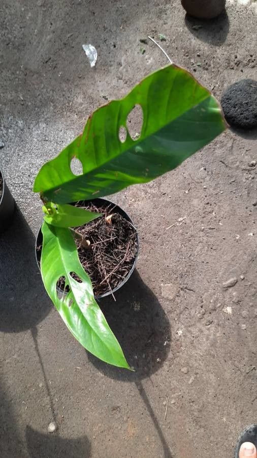 Rhaphidophora versteegii — search result for 'Rhaphidophora'