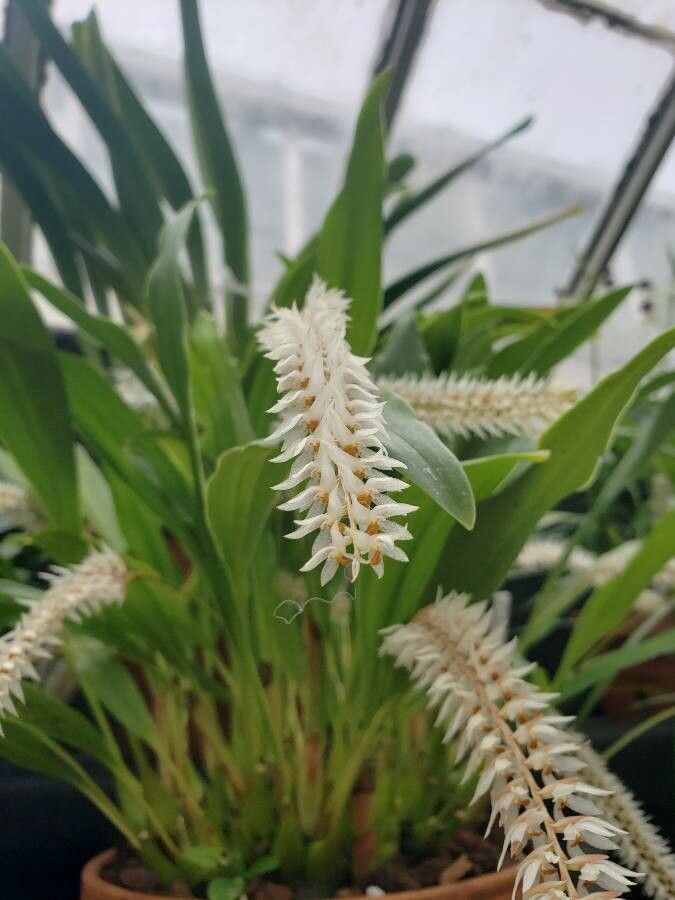 Coelogyne glumacea flower