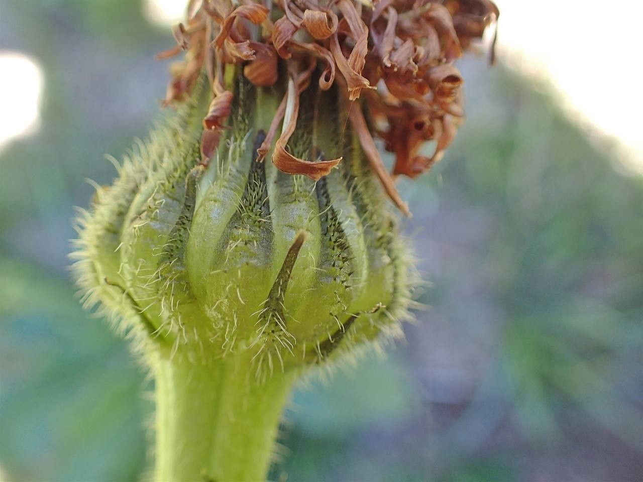 Hypochaeris maculata fruit
