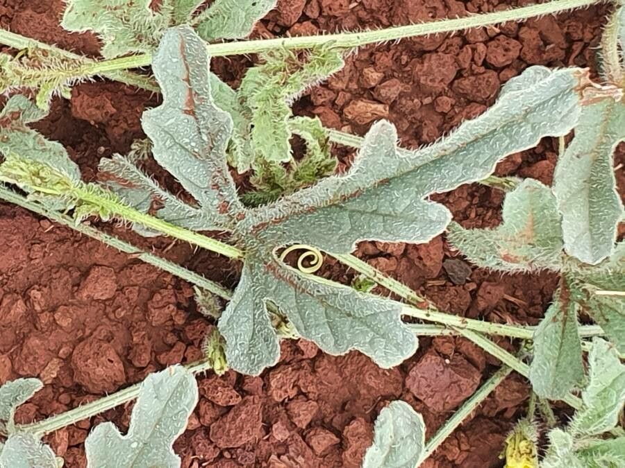 Cucumis prophetarum — search result for 'Cucurbitaceae'