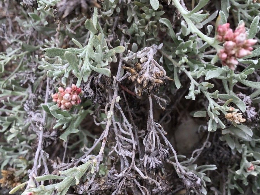 Helichrysum monogynum flower