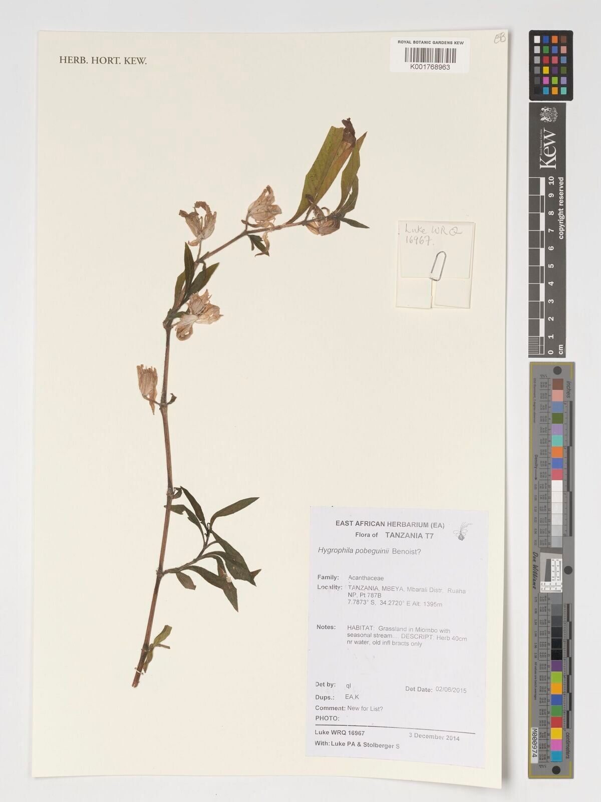 Hygrophila pobeguinii — search result for 'Hygrophila'