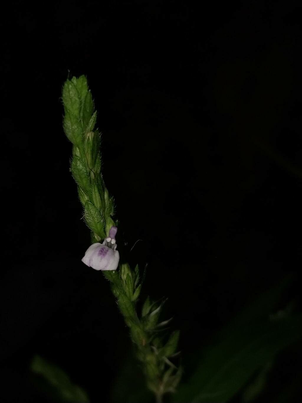 Justicia lithophila flower