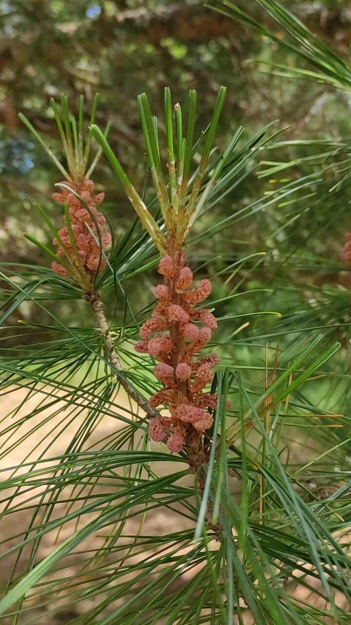 Pinus koraiensis flower
