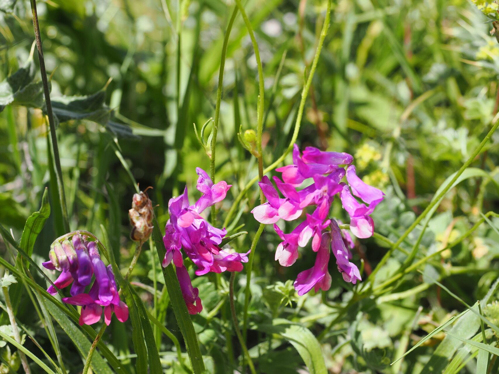 Vicia alpestris flower