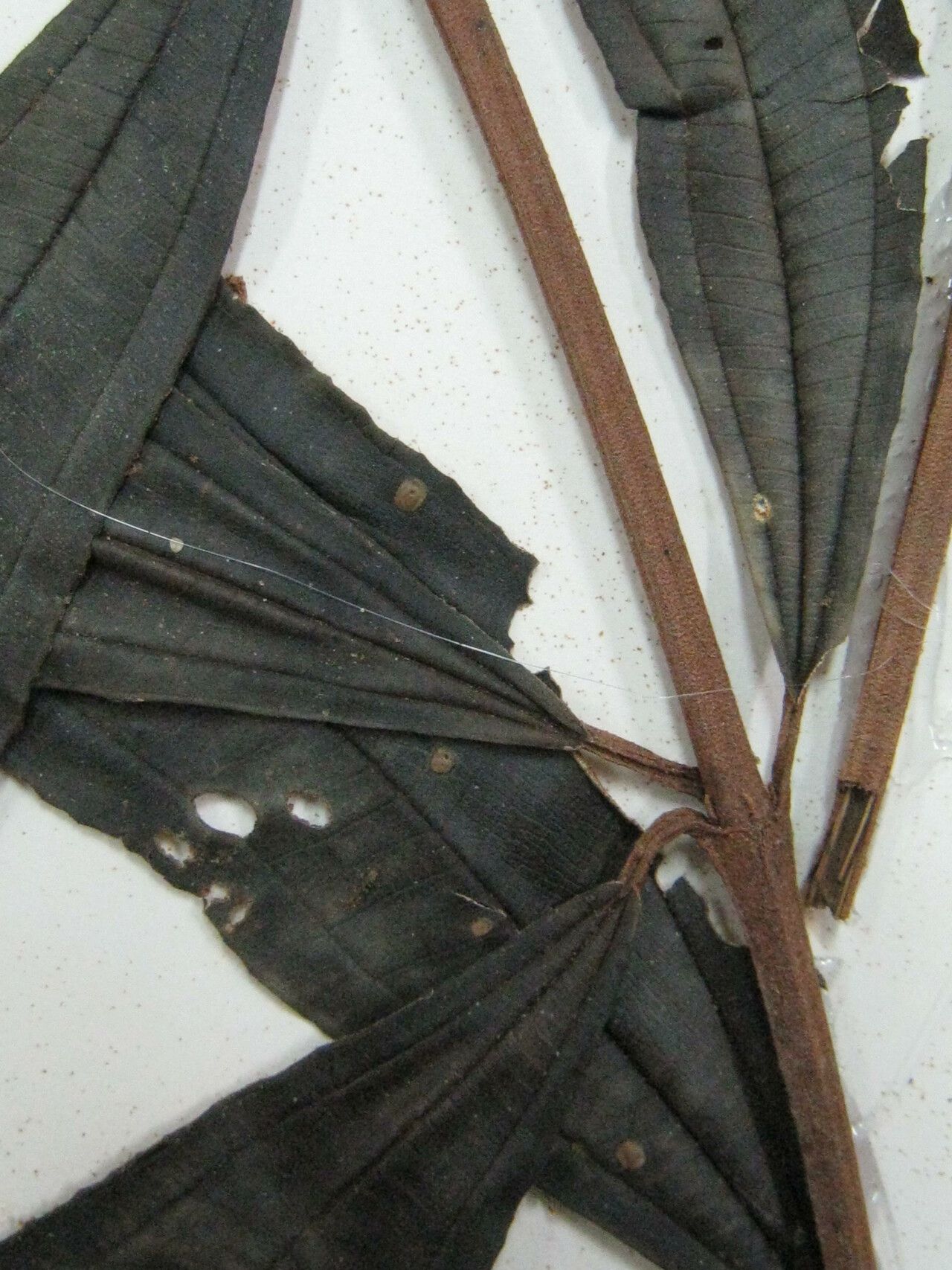 Miconia chrysophylla — houseplant care guide