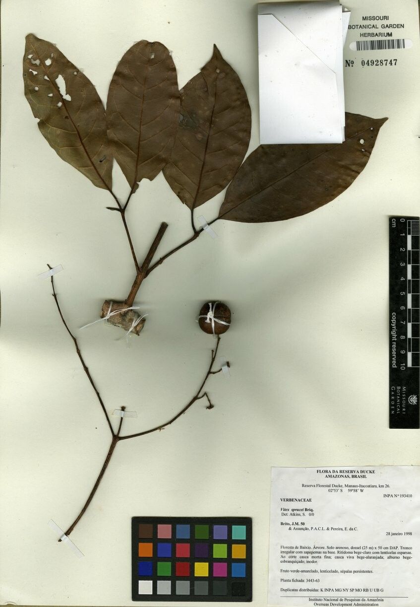 Vitex sprucei — search result for 'Vitex'