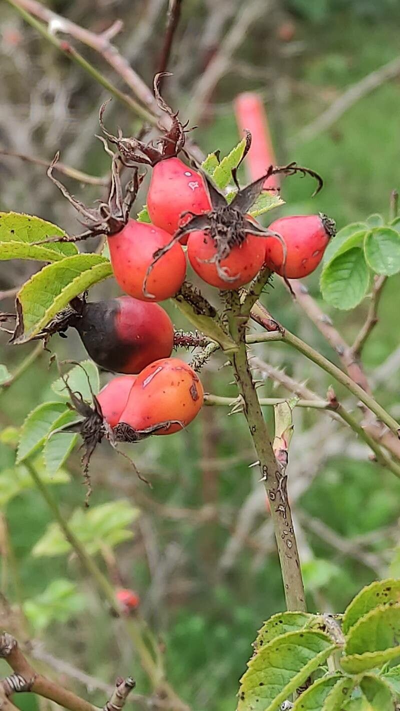 Rosa caryophyllacea fruit