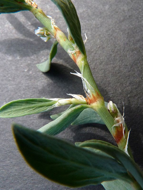Polygonum robertii bark