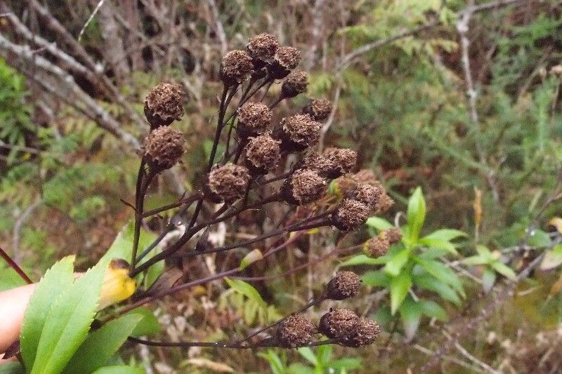 Faujasia salicifolia fruit