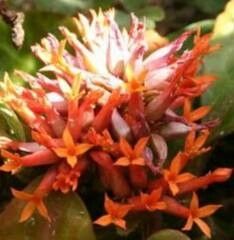 Kalanchoe usambarensis flower