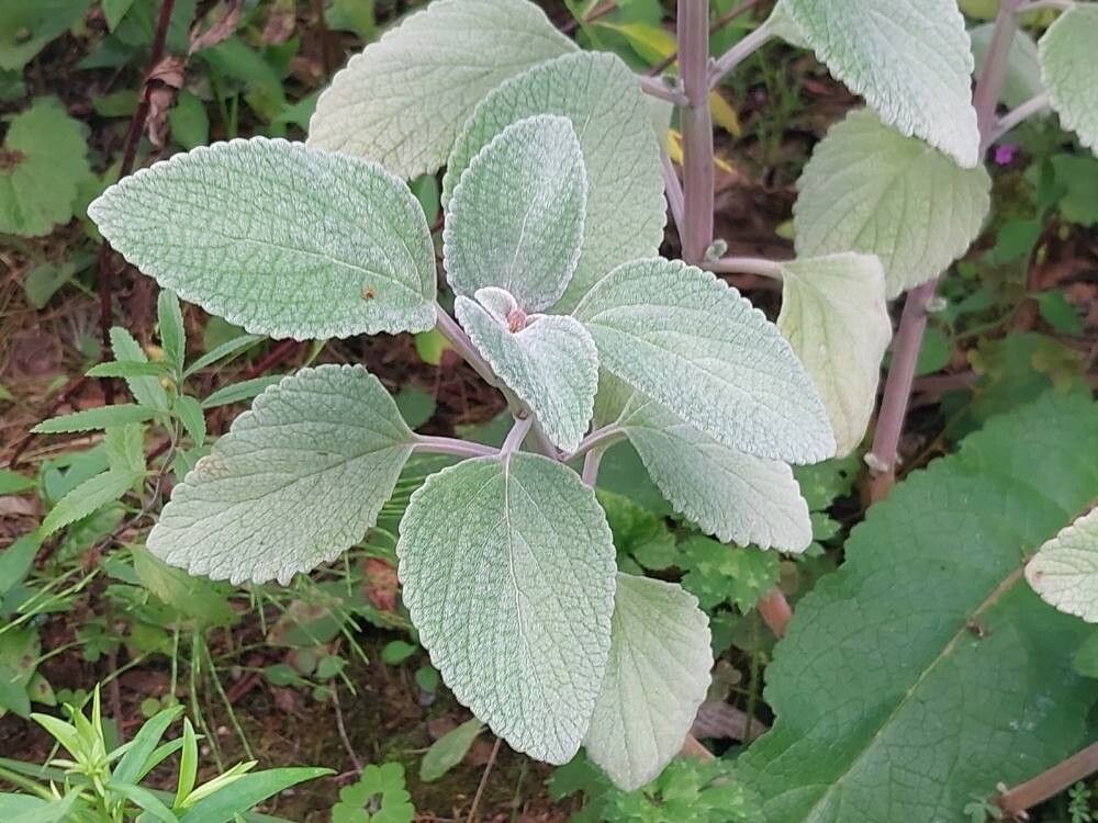 Coleus argentatus leaf