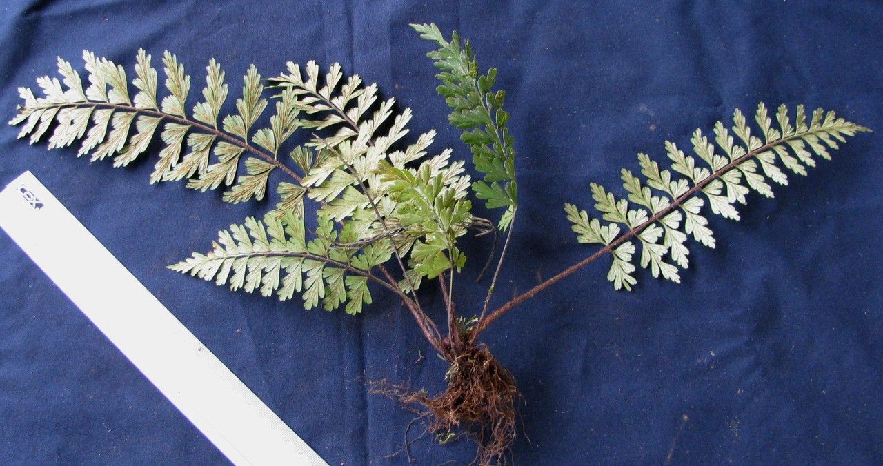 Asplenium praemorsum other