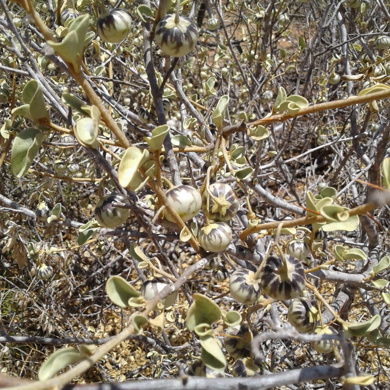 Solanum orbiculatum — houseplant care guide