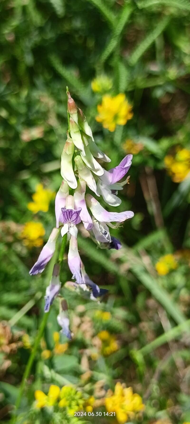 Vicia biennis flower