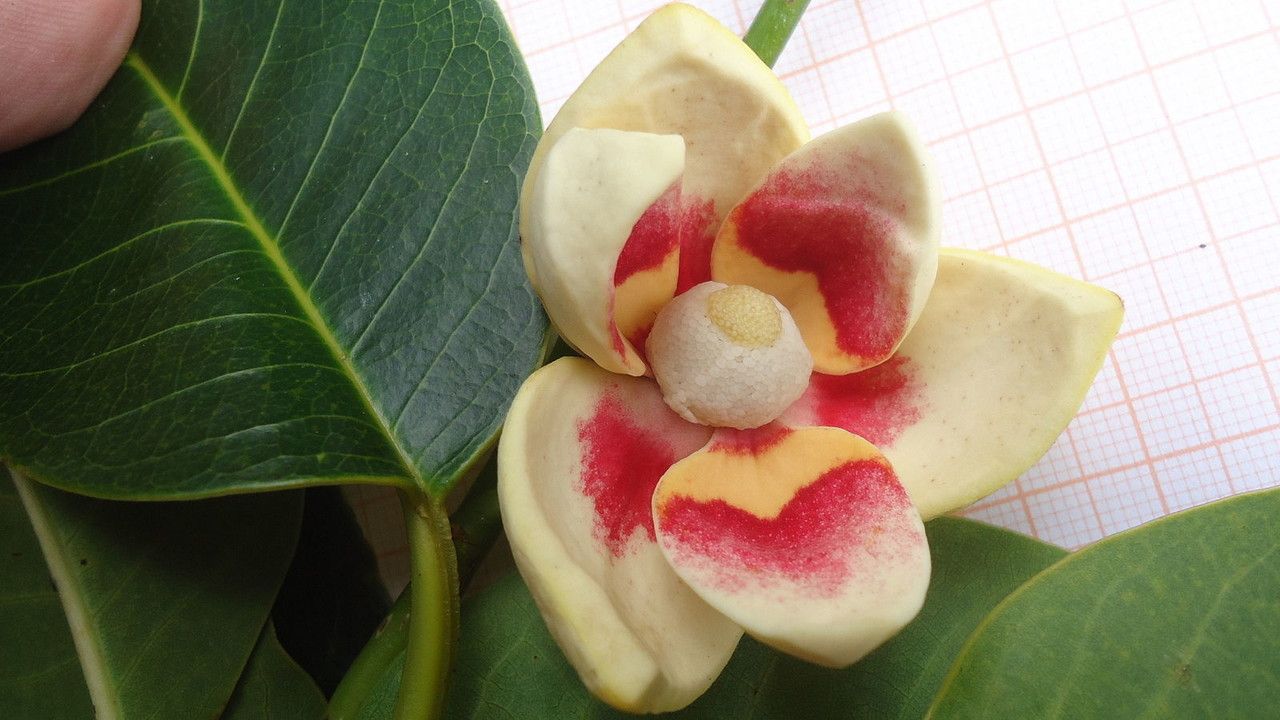 Annona glabra flower
