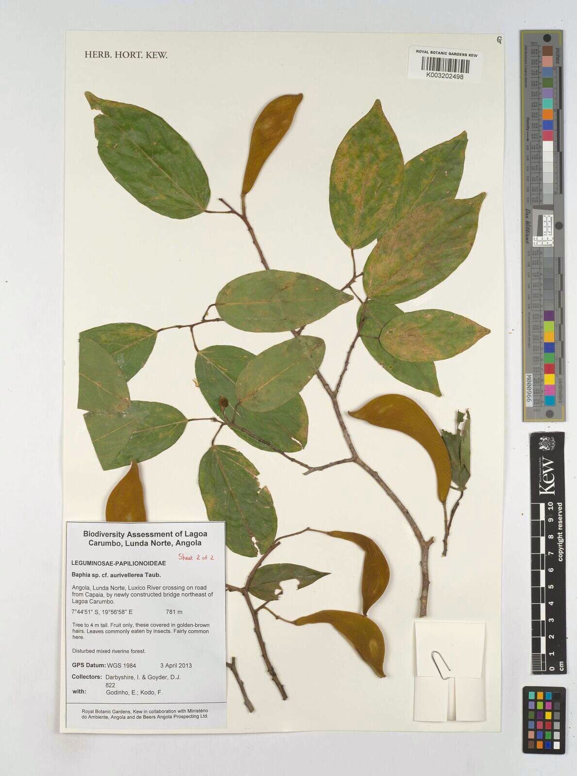 Baphia aurivellerea — related species from the same genus