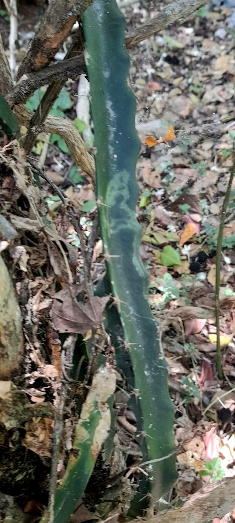 Hylocereus trigonus — search result for 'Hylocereus'