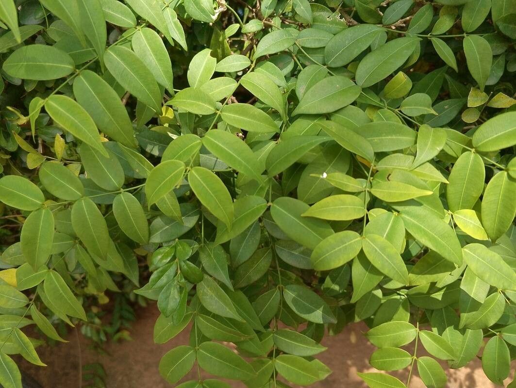 Secamone afzelii — related species from the same genus