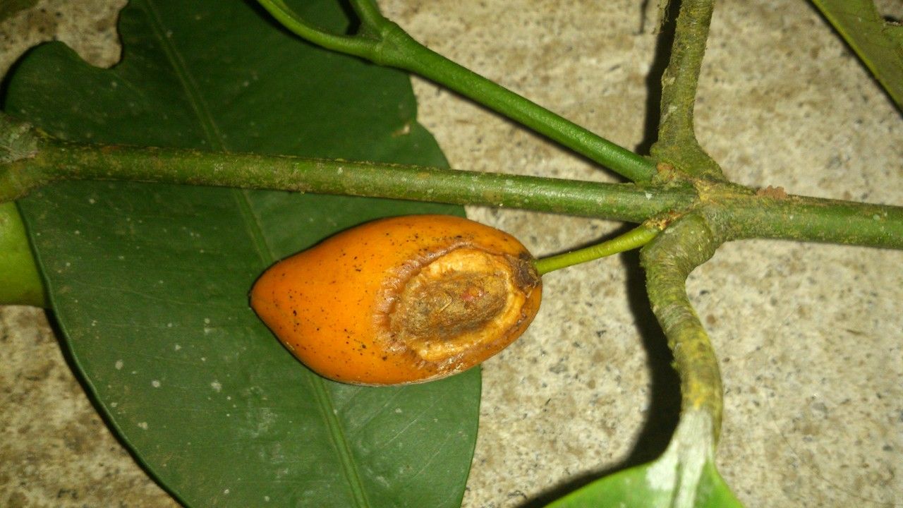 Garcinia intermedia fruit