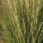 Sporobolus montevidensis