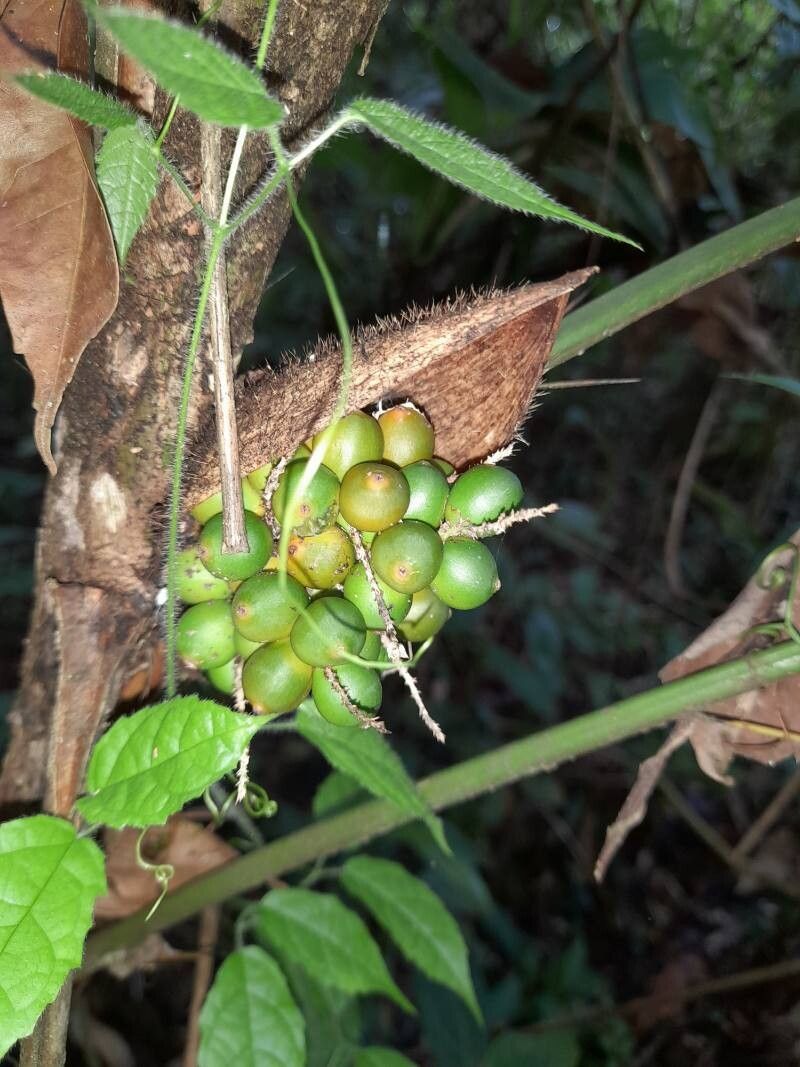 Bactris obovata fruit