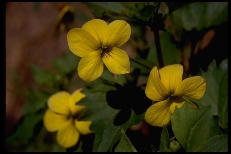 Viola bakeri flower