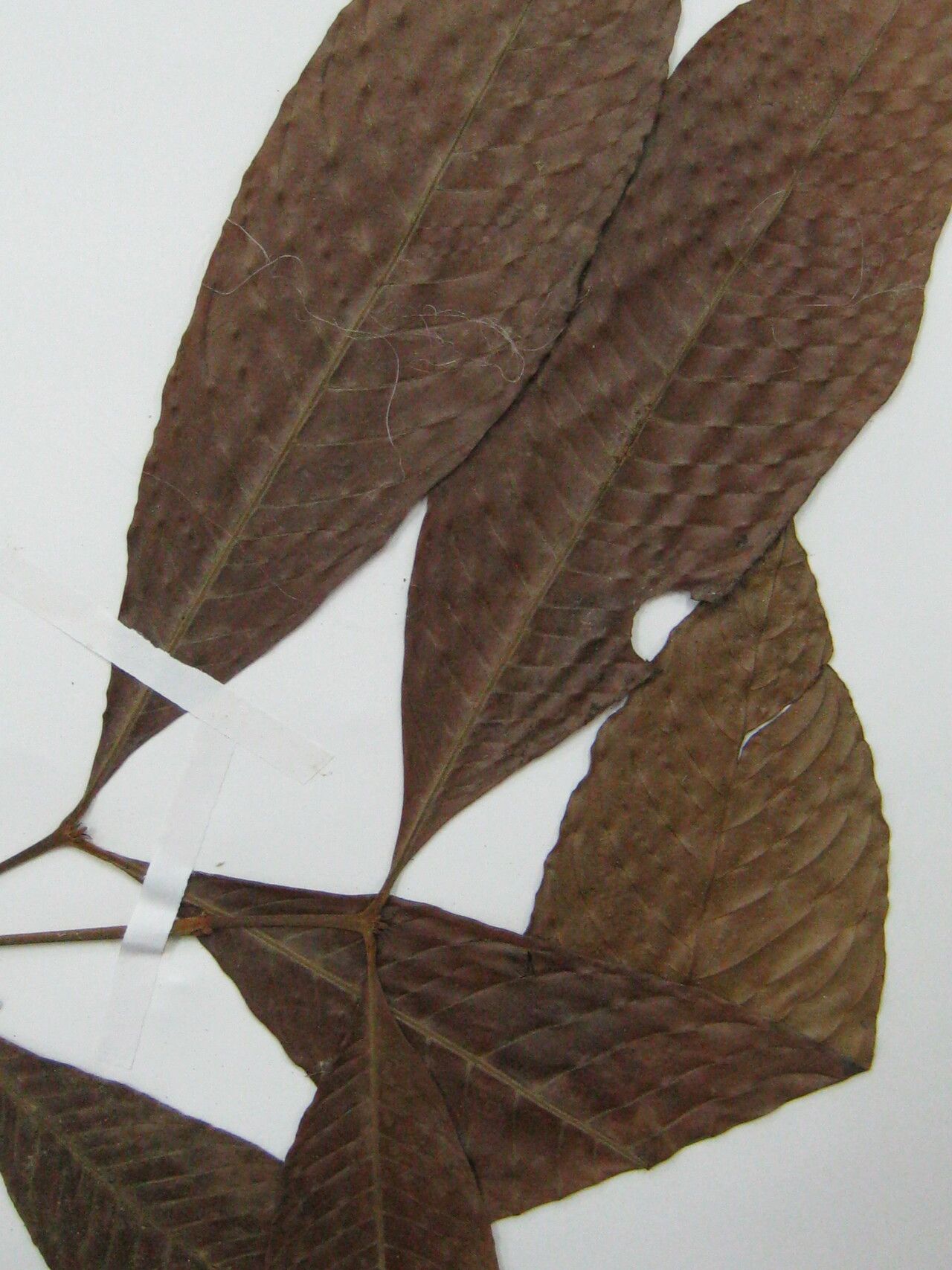 Quiina cruegeriana — related species from the same genus