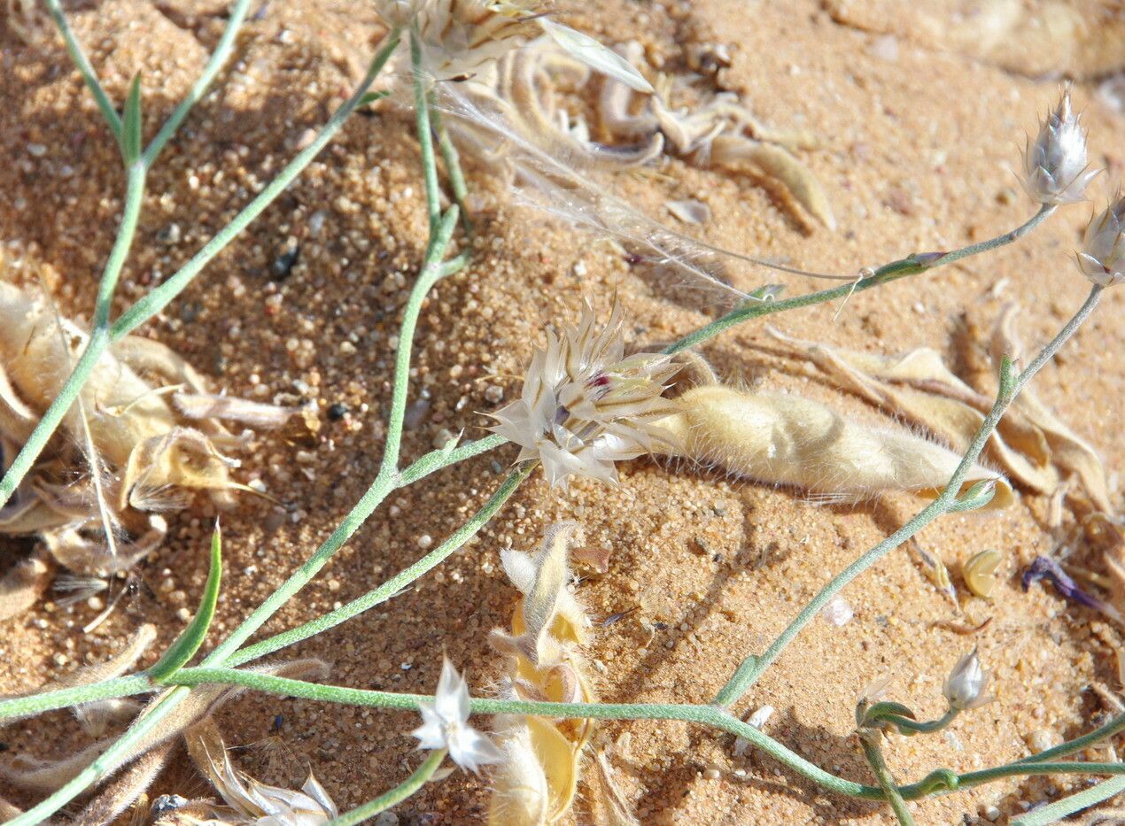Catananche arenaria other