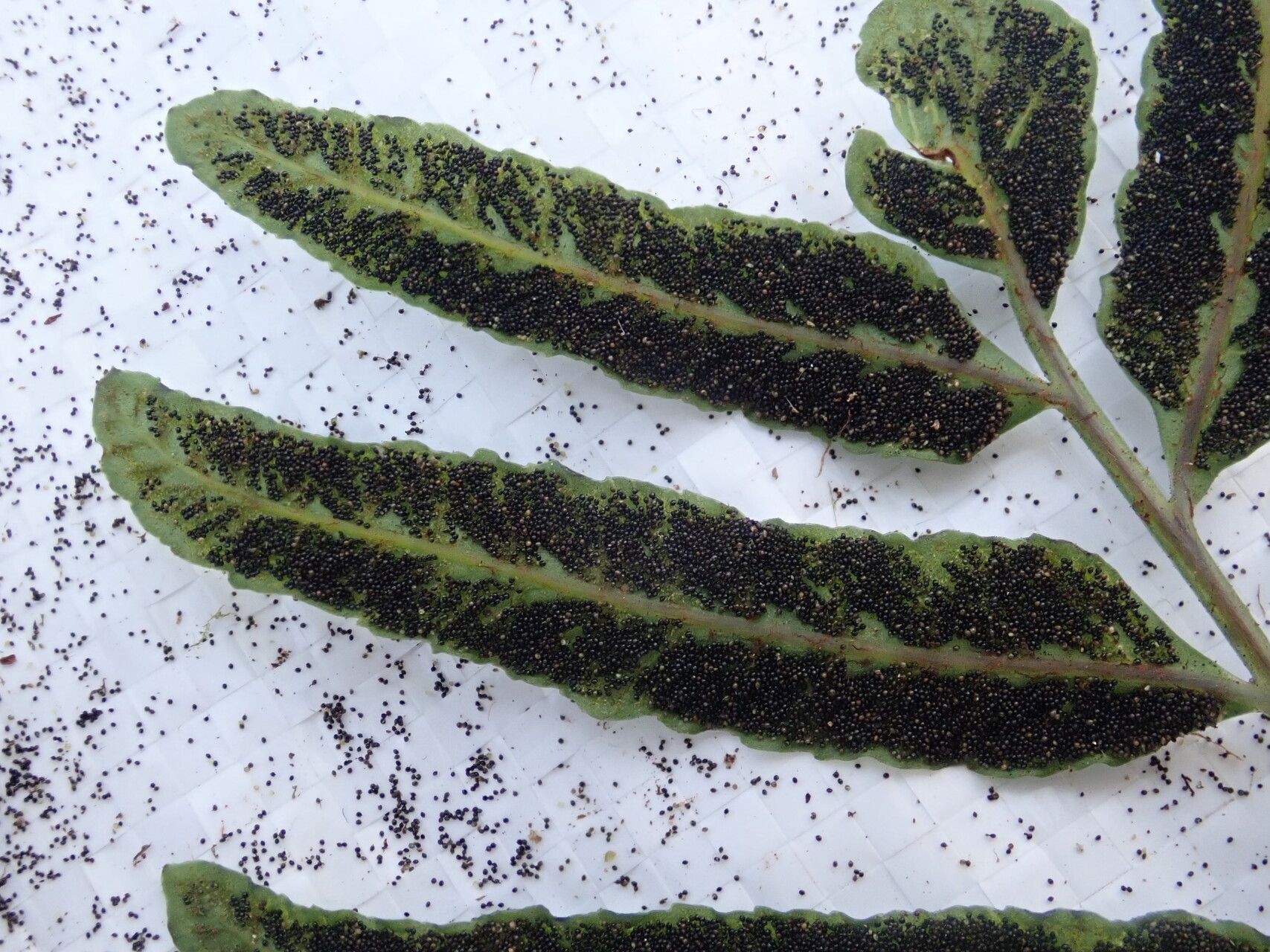 Bolbitis acrostichoides leaf