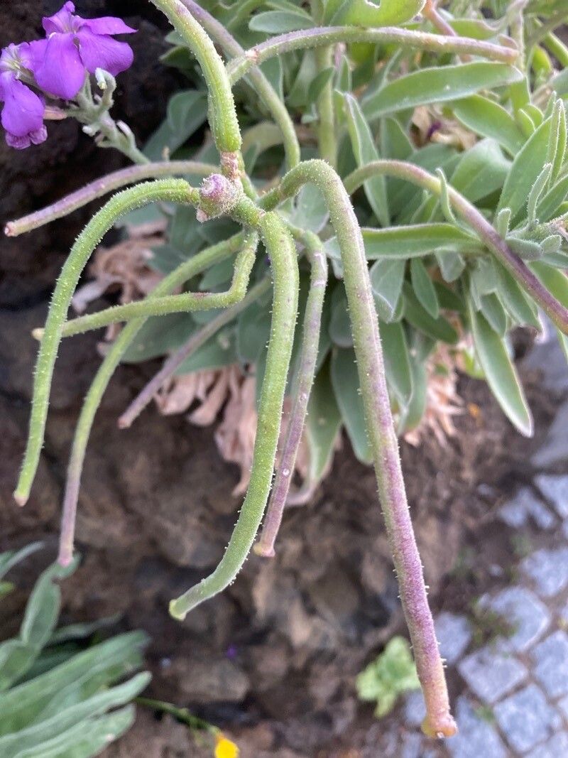 Matthiola maderensis fruit