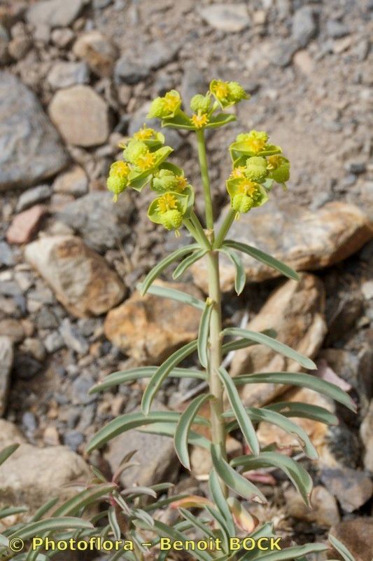 Euphorbia megalatlantica habit
