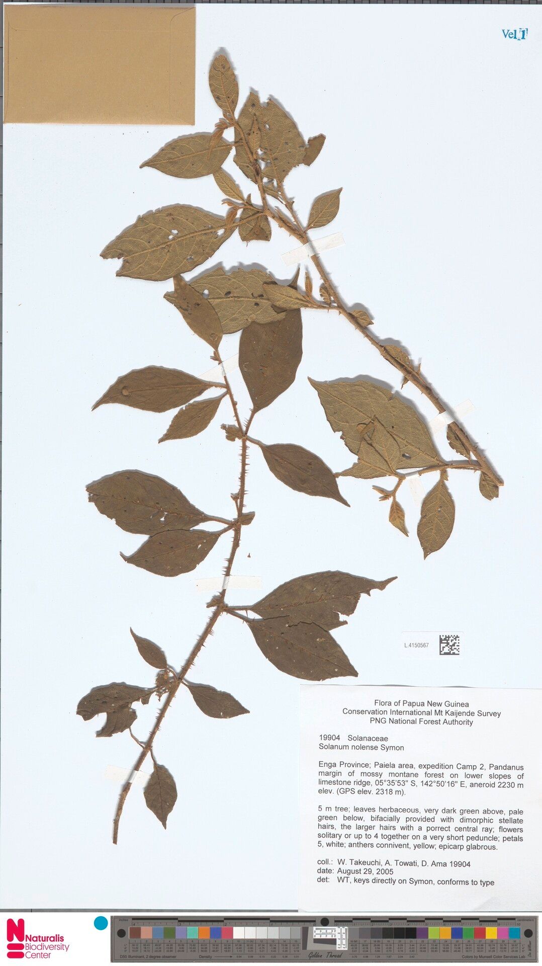 Solanum nolense — houseplant care guide