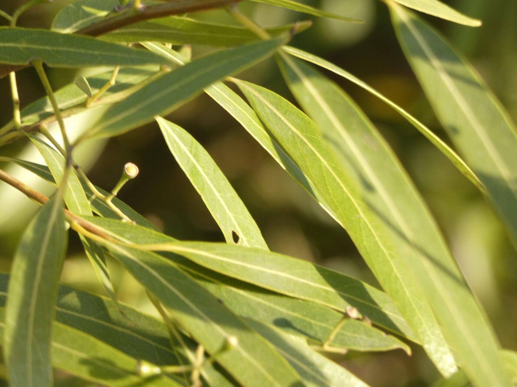 Nectandra angustifolia leaf