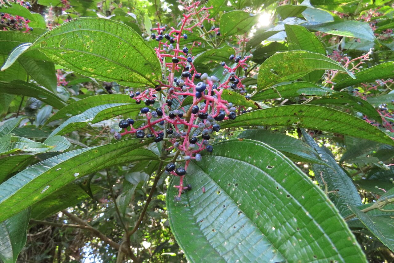 Miconia affinis leaf