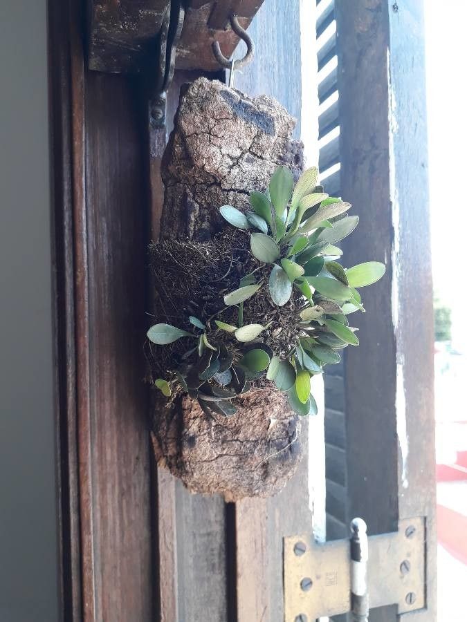 Specklinia corniculata — search result for 'Suriname'