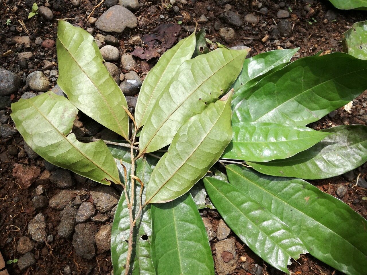 Duguetia panamensis — houseplant care guide