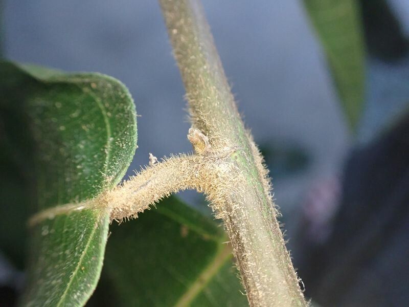 Ficus asperifolia bark