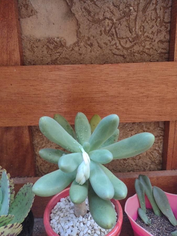 Pachyphytum fittkaui