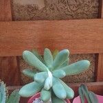 Pachyphytum fittkaui