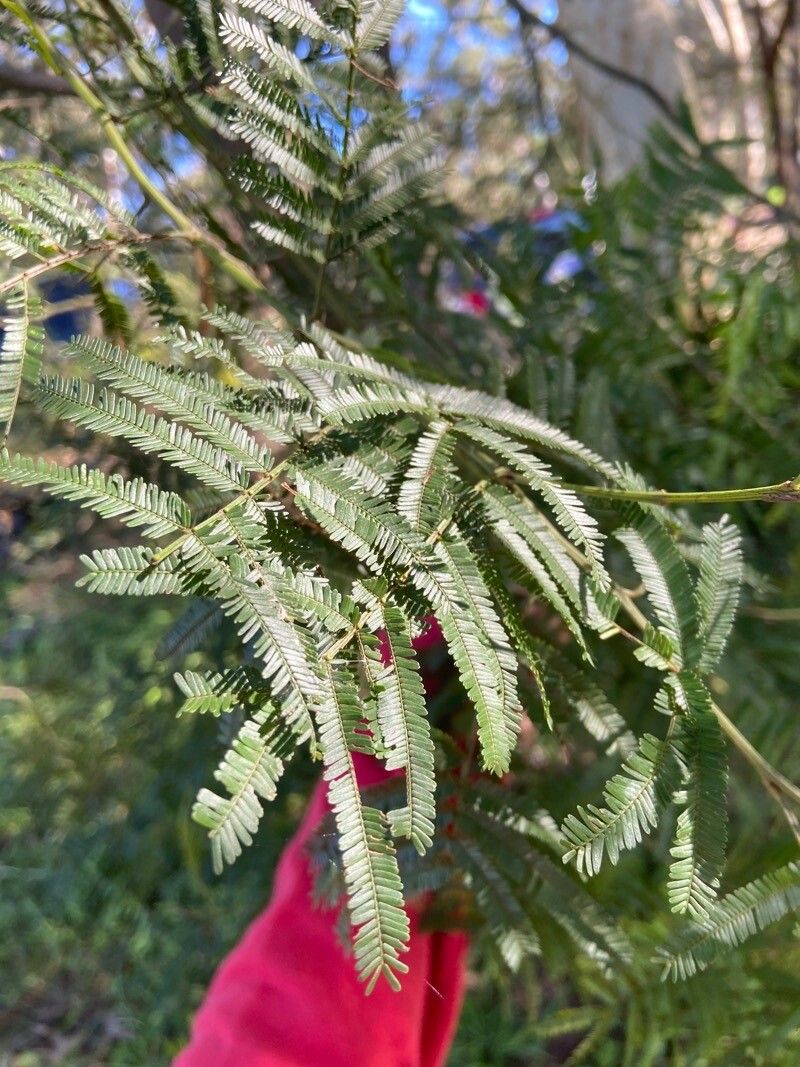Acacia parramattensis — houseplant care guide