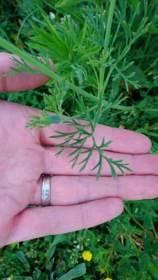 Eschscholzia caespitosa