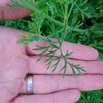 Eschscholzia caespitosa