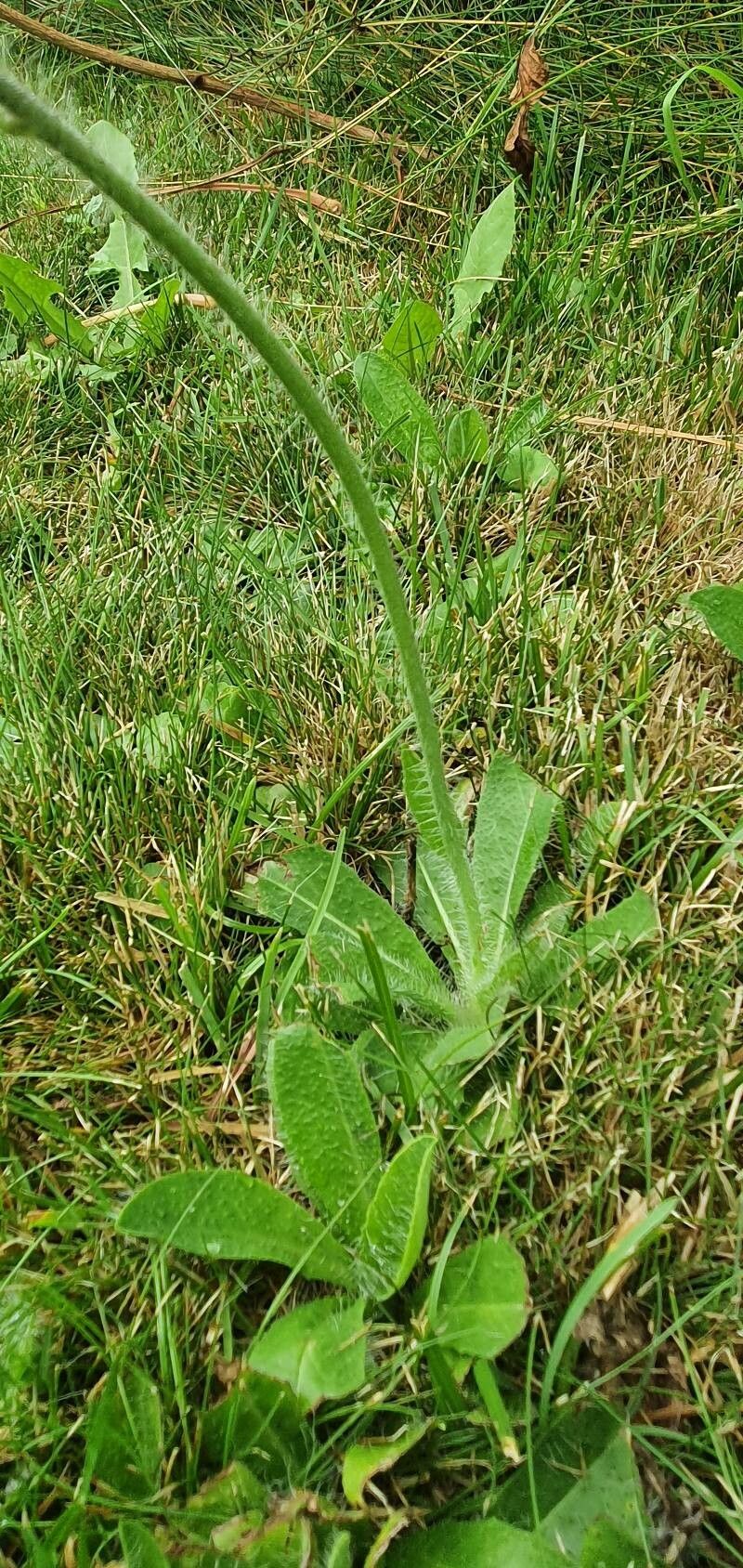 Hieracium aurantiacum bark