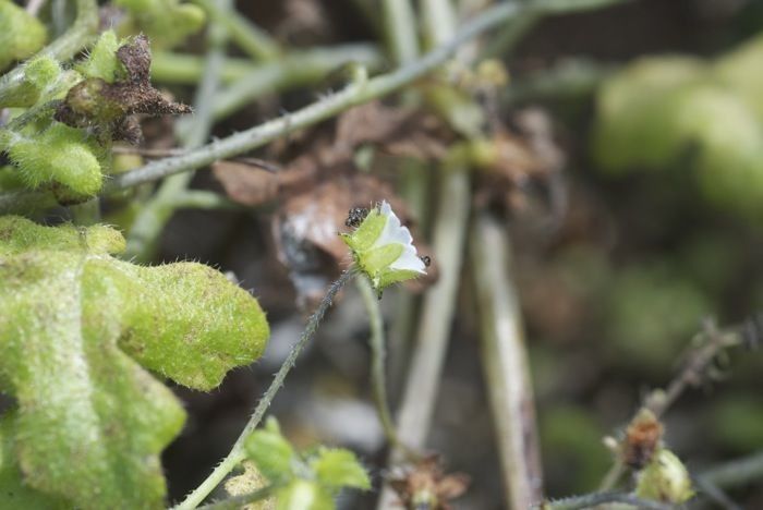 Pholistoma racemosum fruit