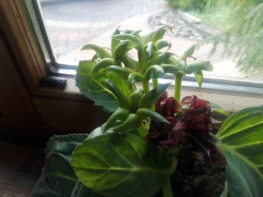 Sinningia speciosa fruit