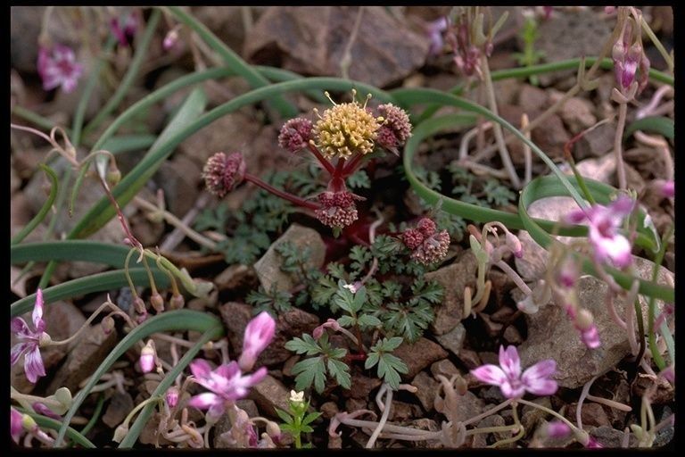 Sanicula saxatilis — search result for 'Sanicula'